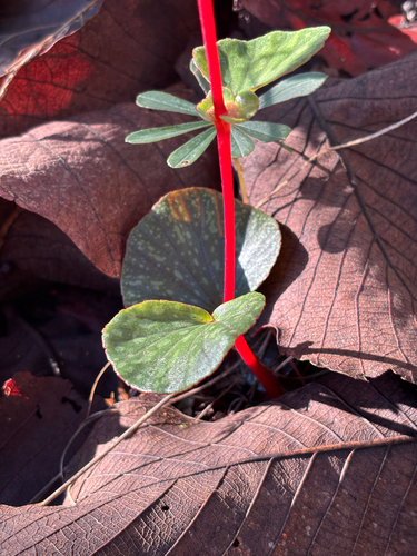Begonia tapatia, photograph 6