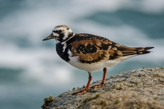 Ruddy Turnstone - Photo (c) John Clough, some rights reserved (CC BY-NC), uploaded by John Clough