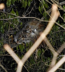 Mesitornis variegatus