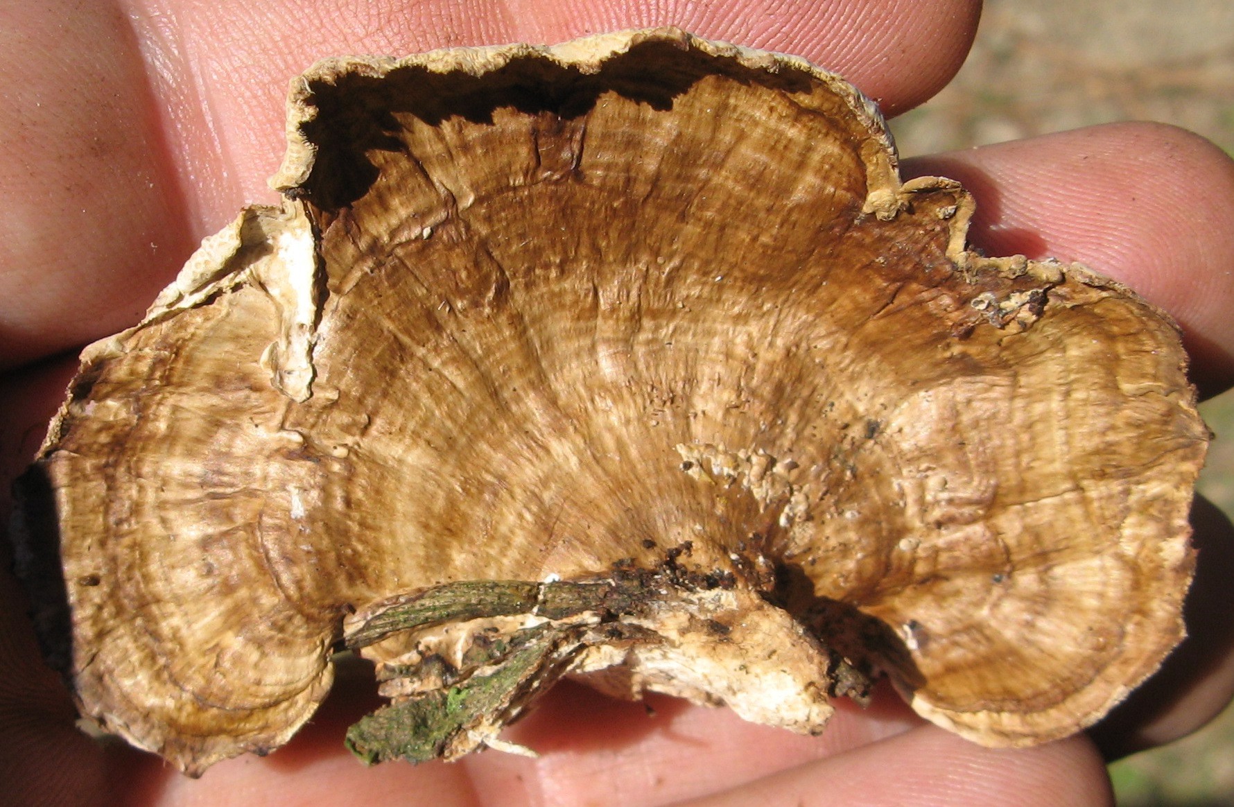 Hexagonia tenuis image