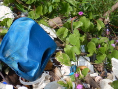 Dendrelaphis caudolineatus