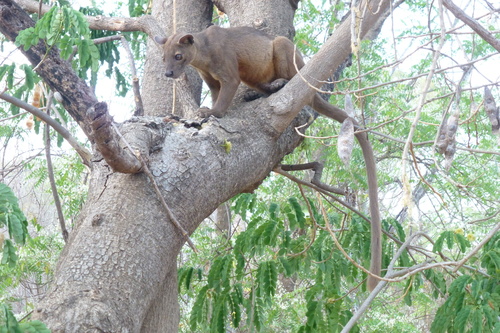 Fossa