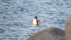 Bucephala clangula × islandica