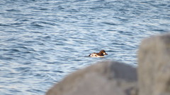 Bucephala clangula × islandica