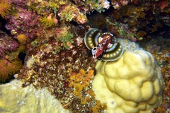 Dendrochirus biocellatus