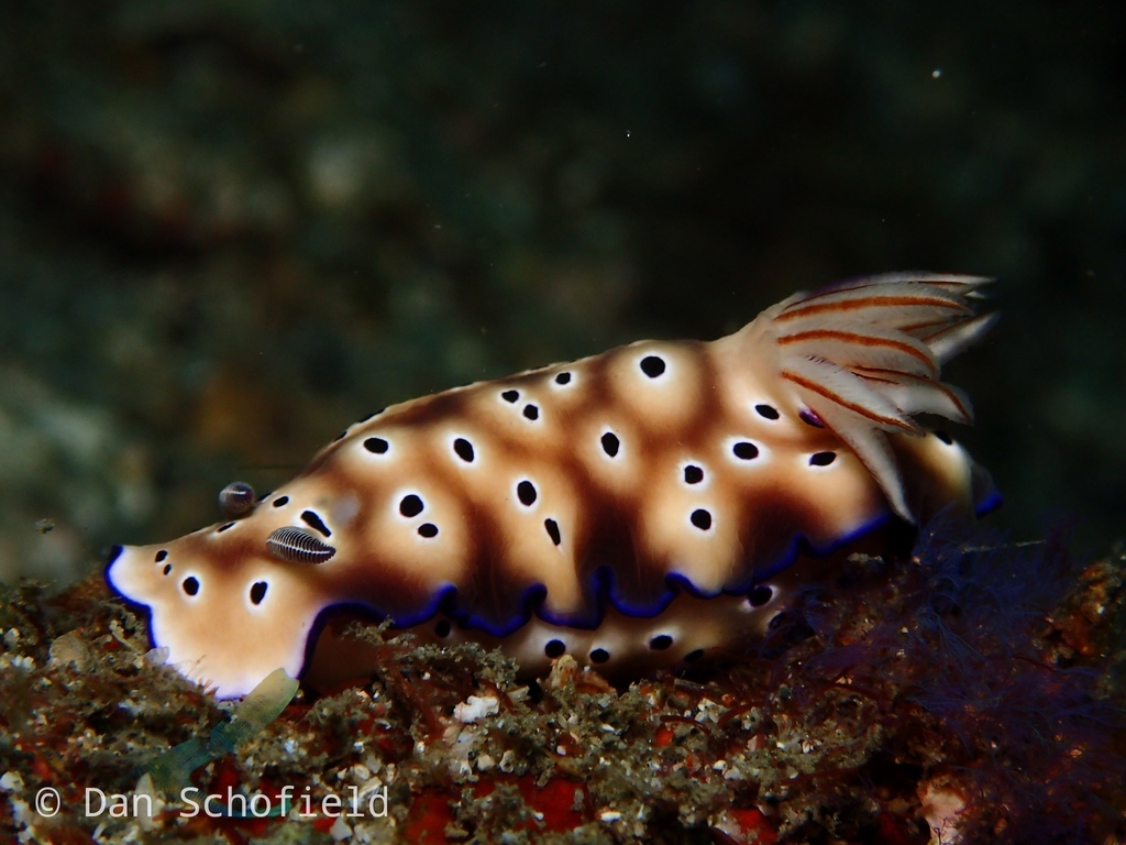 Tryon's Hypselodoris