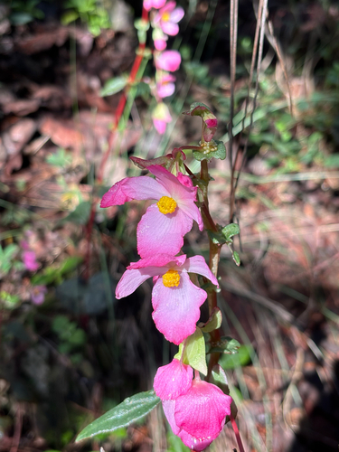 Begonia tapatia, photograph 3