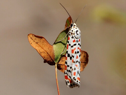 Crimson-speckled Flunkey