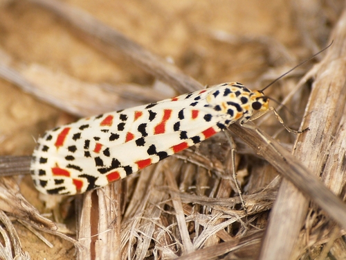 Crimson-speckled Flunkey