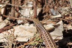 Trachylepis capensis