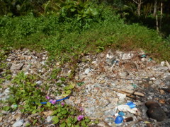 Dendrelaphis caudolineatus