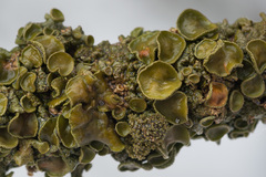 Melanohalea exasperata