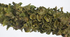 Melanohalea exasperata