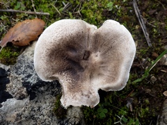 Tricholoma pardinum
