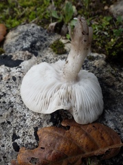 Tricholoma pardinum