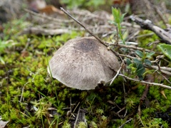 Tricholoma pardinum