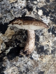 Tricholoma squarrulosum