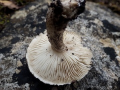 Tricholoma squarrulosum