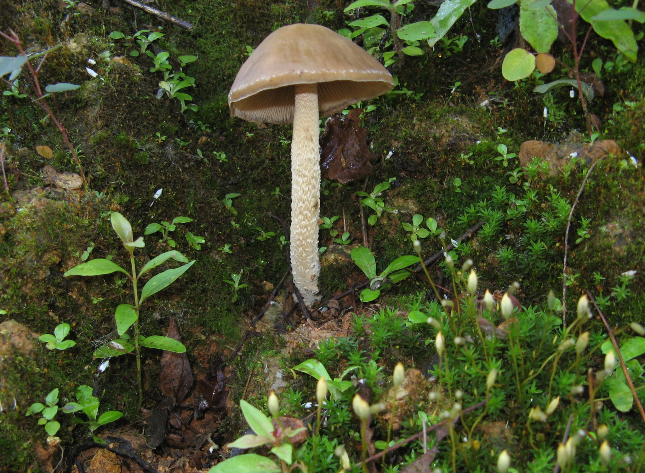 Psilocybe zapotecorum image