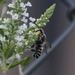 Megachile sidalceae