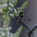Megachile sidalceae