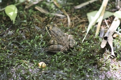 Amietia fuscigula