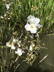 Echinodorus paniculatus