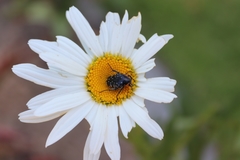 Oxythyrea marginalis