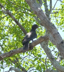 Coracopsis nigra