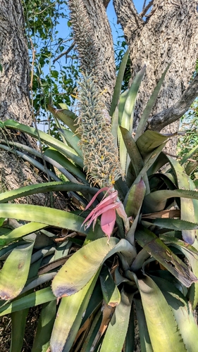 Aechmea longicuspis, photograph 2