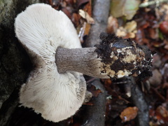 Tricholoma squarrulosum