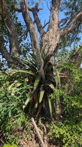Aechmea longicuspis, photograph 3