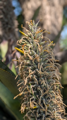 Aechmea longicuspis, photograph 4