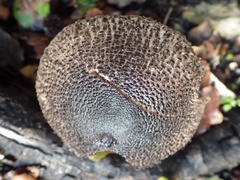 Tricholoma squarrulosum