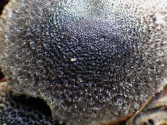 Tricholoma squarrulosum