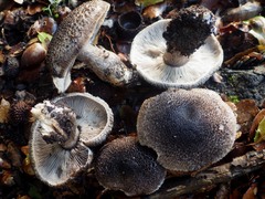 Tricholoma squarrulosum