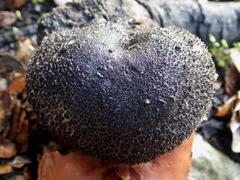 Tricholoma squarrulosum