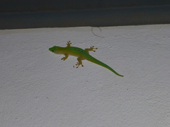 Phelsuma kochi