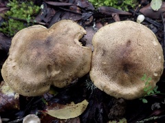 Tricholoma