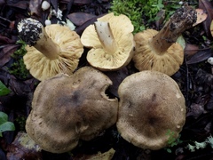 Tricholoma