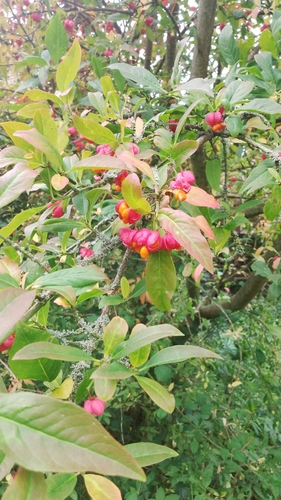 Spindle