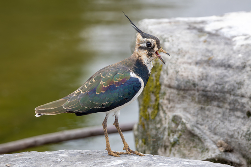 Avefría europea (Vanellus vanellus)