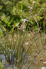 Echinodorus paniculatus