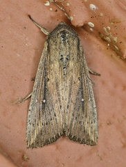 Leucania subpunctata