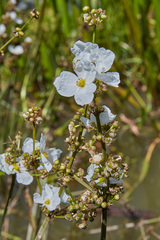 Echinodorus paniculatus