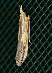 Ancylostomia stercorea