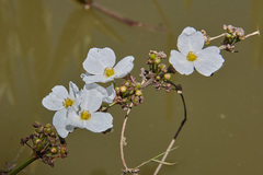 Echinodorus paniculatus