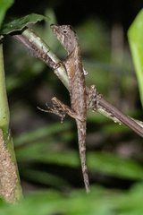 Ptyctolaemus gularis