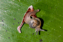 Helicarionidae
