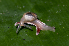 Helicarionidae